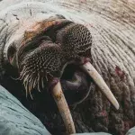 Shock and fury as celebrity walrus Freya was killed by the authorities