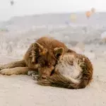 This stray dog was after a snack but ended up uncovering an assassination plot and saving lives