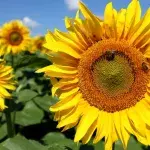 Sunflower oil shortage: Here's what you can substitute it with