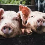 This 'superbug' in pigs could jump to humans, and is highly resistant to antibiotics