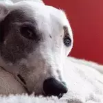 This 'sweet girlie' puppy, who was made feel 'unwanted' after she was adopted but 'heartlessly' left back at the shelter, is looking for a home