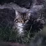 Ten rare wildcat kittens that are 'functionally extinct' born in Scotland
