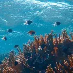 These weird things can be found in the ocean