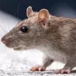 Urgent warning rats health
