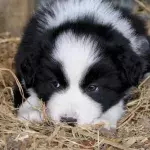 Wales to toughen jail sentences on animal abusers 