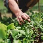 West Sussex town makes plant-based pledge, becomes first European town to sign Plant Based Treaty