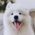 This is why this pup who was rescued from dying in a scorching heat will never be neglected again  