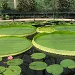 The world's largest lily pad at Kew Gardens
