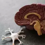 Alzheimer's disease link brain gut intestinal health