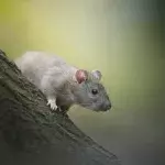 Amidst bin strikes in the UK, mutant 'super rats' resistant to poison are taking over the streets