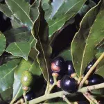 Benefits of burning bay leaves at home and work