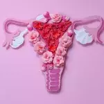 Everything You Need To Know About the Menstrual Cycle
