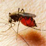 mosquito