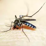 Mosquitos could be spreading flesh-eating bacteria, here's what to know