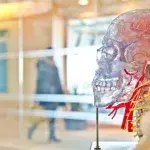 new brain implant treating cognitive impairments from traumatic brain injuries.