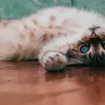 Pets might need to be vaccinated agains COVID