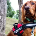 Petting dogs daily can drastically reduce anxiety and increase concentration, study finds 