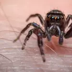 spider bite