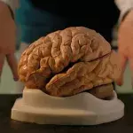 study reveals phenomenon brain happens before death surprising health