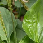 There Are Some Very Surprising Reasons Why You Shouldn’t Be Ignoring This Very Common Weed