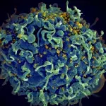 Third patient cured from HIV