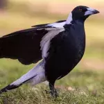 Warning issued about magpie swooping season after man gets pecked in the eye 