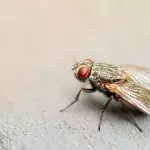 This is what you should do if a fly lands in your drink, according to science 