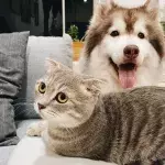 Woman reveals how she got infectious parasite and bacteria from her pet cats