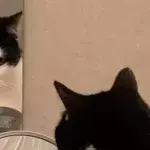 Can you tell which way this cat is looking?