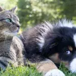 Cat or dog, which pet fits your personality best? 