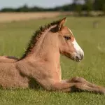 Optical illusion: Which way is the horse turning? The question that will drive you crazy