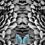 Optical Illusion