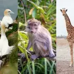 animals wildlife homosexuality nature