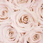 This is the supermarket selling the cheapest roses for V-day