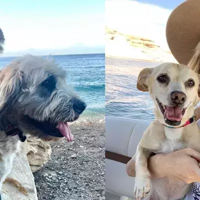 Miley Cyrus And Liam Hemsworth’s Divorce: Who Will Get Custody Of Their 13 Pets?