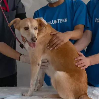 'Nothing short of a miracle': dog rescued from a drain pipe after a week with no food and water