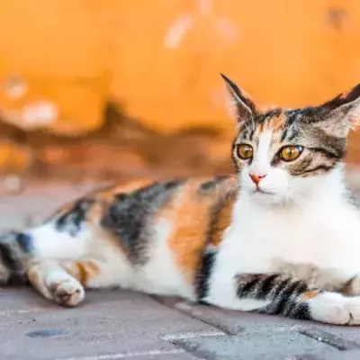 Tail talk: surprising things you didn’t know your cat's tail was telling you