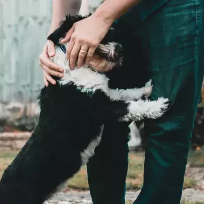 A twice-abandoned dog ‘accidentally’ gets his home back; watch him reunite with his long-lost dad (VIDEO)