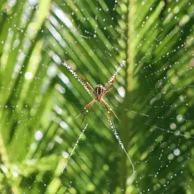 I'm a Celeb: The health of the contestants is at risk, here's why