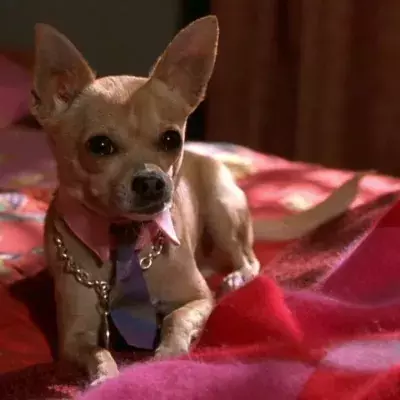 Zodiac: Here are the dog breeds that best suit you based on your sign