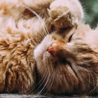 Zodiac: What pet should you get based on your zodiac sign?