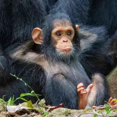 The 2019 Finalists For The Comedy Wildlife Photography Awards