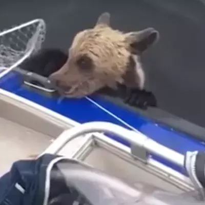 Baby bear reaches out for help