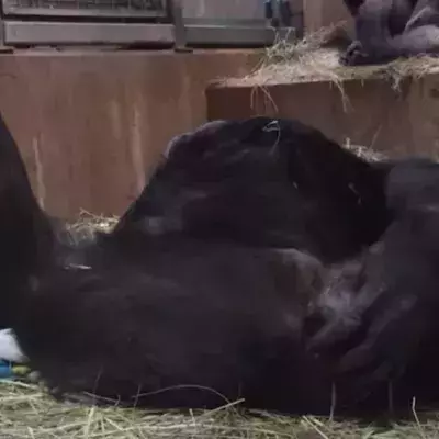 baby gorilla