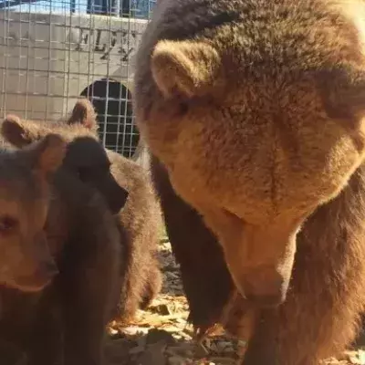 Bears and cubs