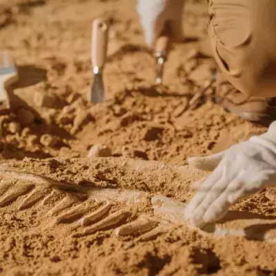 Cavers discover entirely new human species, challenges idea of linear evolution
