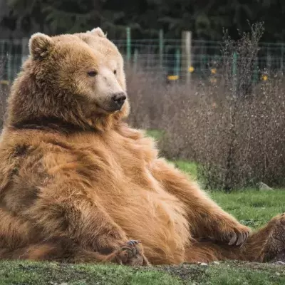 Cheeky bear wanted to cool down amid heatwave and took a dip in someone's pool