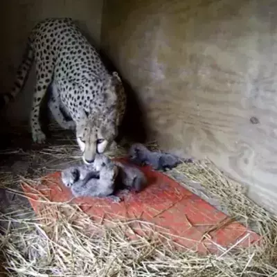 Cheetah