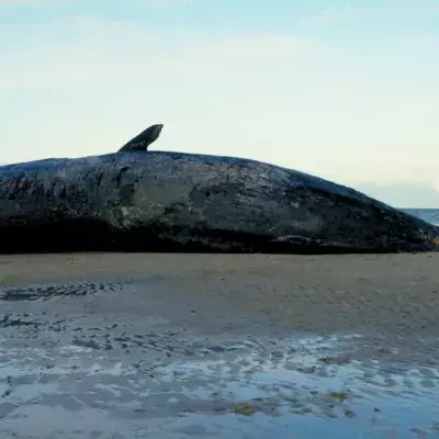 Deceased Sperm Whale
