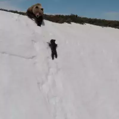 Default image